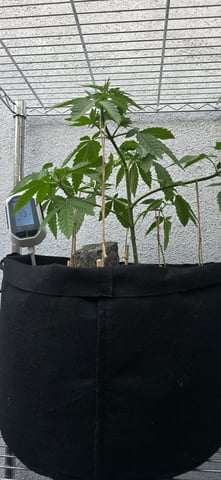 Mystery Weed Plant — vegetative, day 64