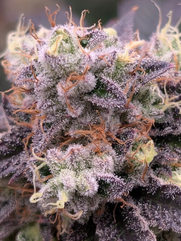 Exotic Genetix Donut Holes & Holiday Special 2025 — flower, day 51