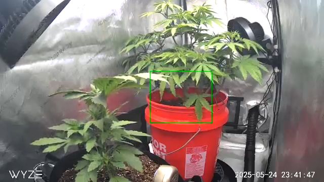 First Grow — vegetative, day 4