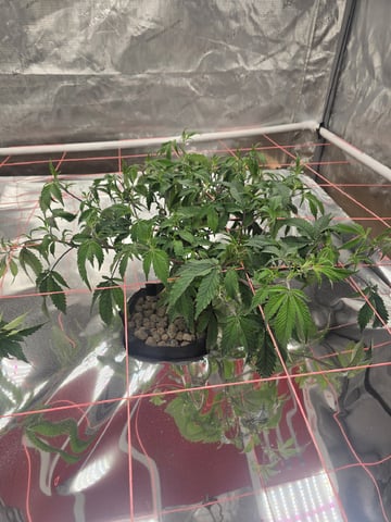 Dante's Inferno Rerun — vegetative, day 57