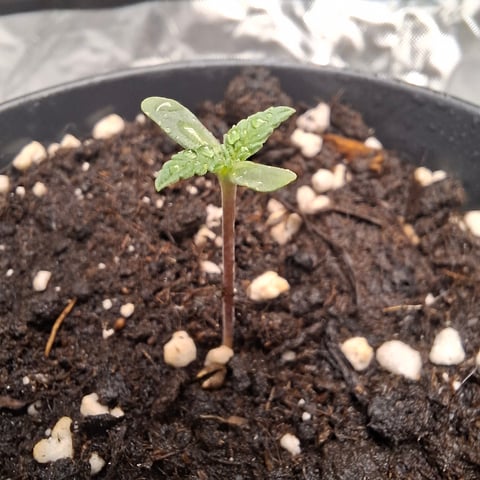 zupreme lime — vegetative, day 1