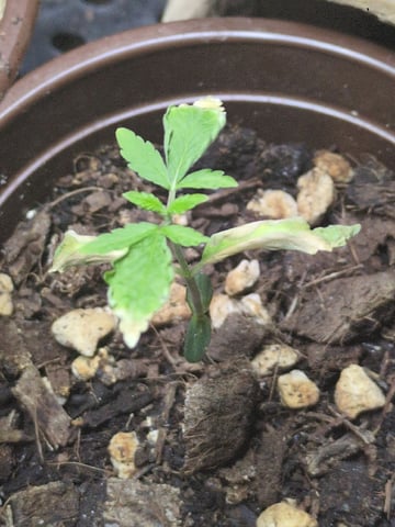 Audrey III — seedling_rooting, day 17