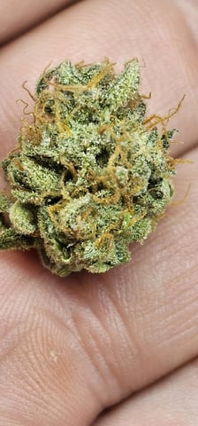 frozen biscotti — grow_setup, day 85