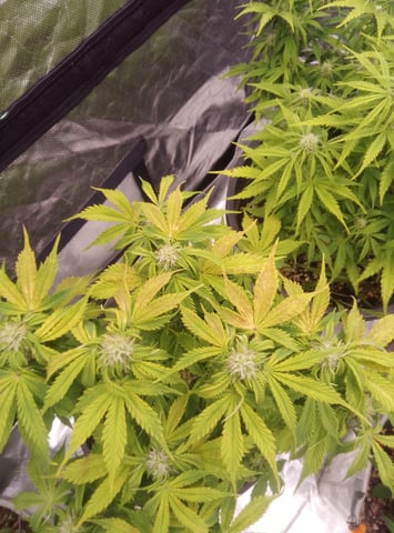 New run using General Hydroponics  — flower, day 1