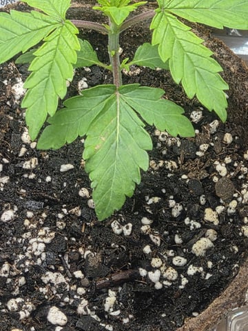 My first batch of medication — vegetative, day 26