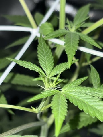 July plants of 26 — flower, day 42