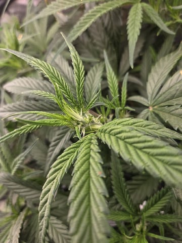 Northern Lights / Banana Kush — flower, day 58