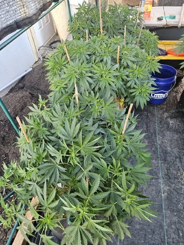 Sour Headies/OGBX1 — vegetative, day 23