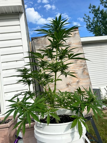 First ever grow — flower, day 66