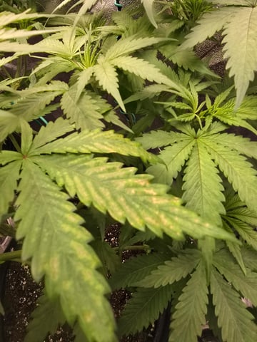 First grow — vegetative, day 48