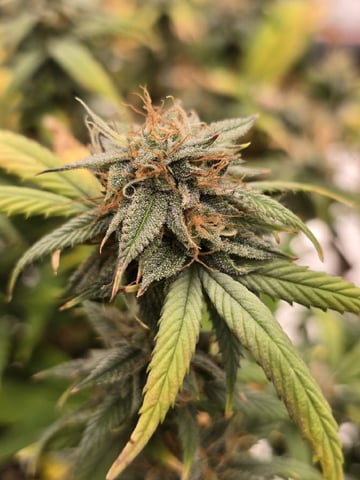 Platnium Jelly — flower, day 112