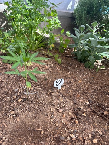 3 seeds  — vegetative, day 33