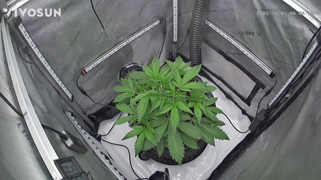 gorilla cookies  — vegetative, day 5