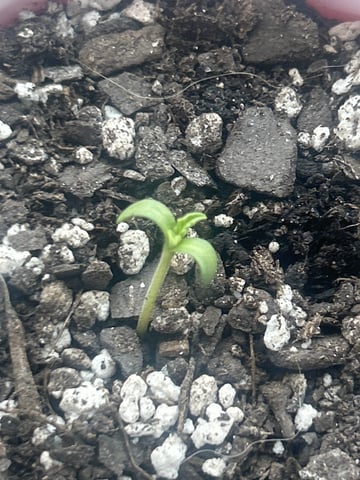 2nd Run — seedling_rooting, day 1