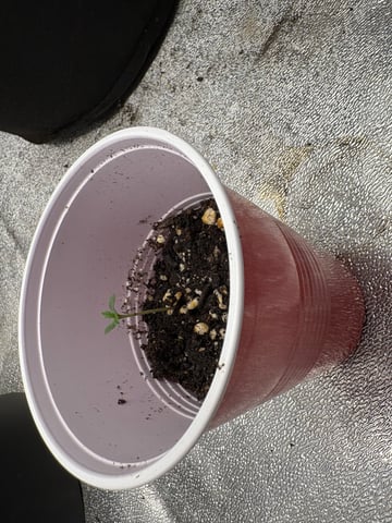 grow tent  — vegetative, day 1