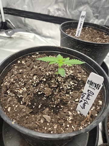 Grandpa Cookies, Black Cherry Soda And Lemon Trees — vegetative, day 25
