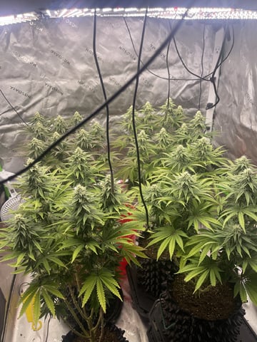 Phx_Freedom — flower, day 166