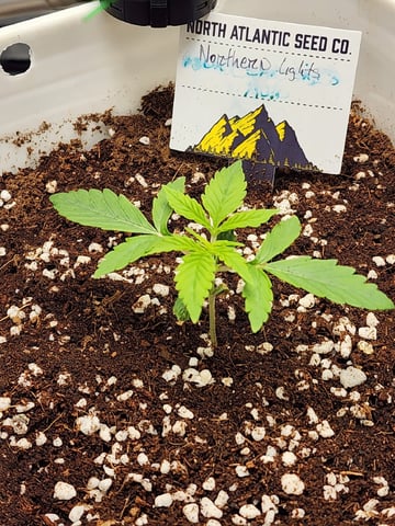 Original Northern Lights — vegetative, day 18