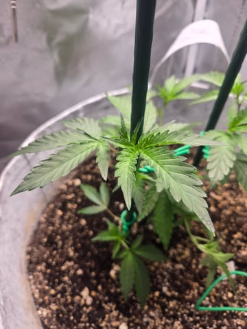 Looking for advice! — vegetative, day 22