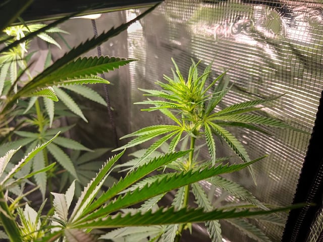 2nd Grow 2026  — flower, day 52