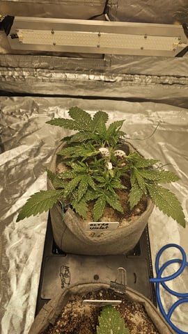 Jelousy Fast(Photo) & Ultra Voilet (Auto) — flower, day 66