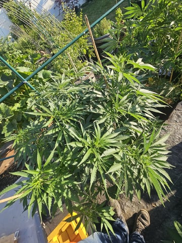 Sour Headies/OGBX1 — vegetative, day 29