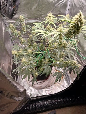 black gorilla feminized — flower, day 15