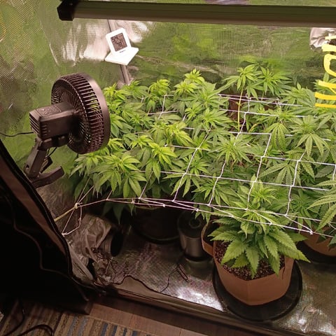 TentPlantLightFan — vegetative, day 71