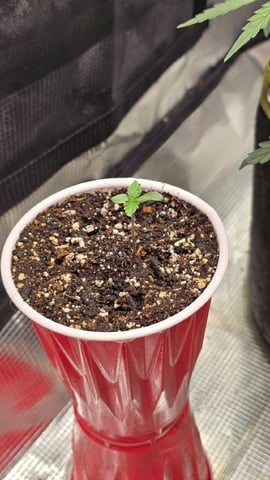 Blueberry Swirl — seedling_rooting, day 2