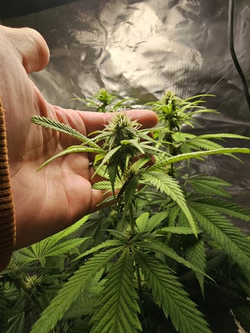 Jenny Kush photoperiod — flower, day 108