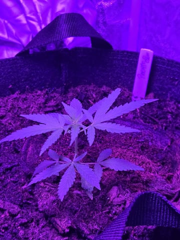 1st Ever Grow — vegetative, day 41