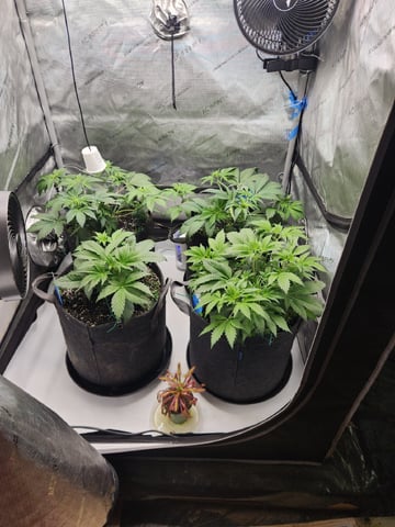 Mephisto's Flava Flav (Grape Crush x Guava Fig) — flower, day 37