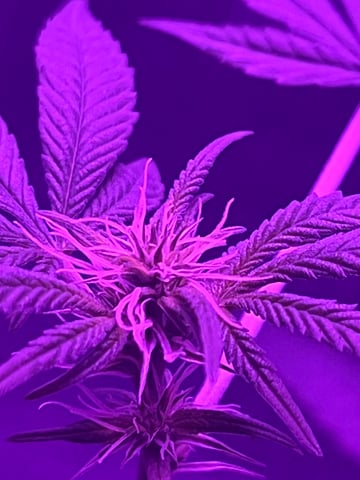 First attempt grow 😶‍🌫️ — flower, day 87