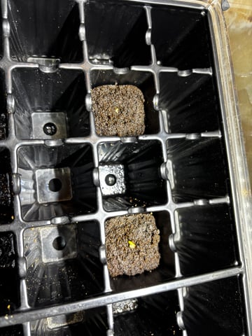 Mixed Freebies — seedling_rooting, day 5