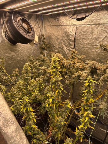 back to my roots.  — flower, day 47