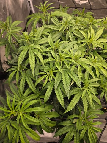 Lhotse 1 and 2 — flower, day 8