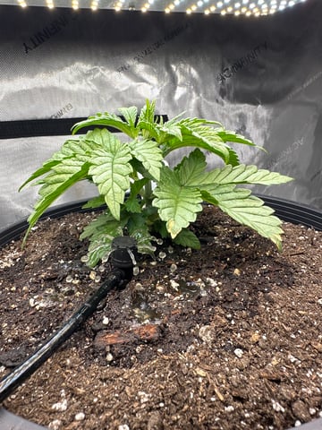 White Russian — vegetative, day 19