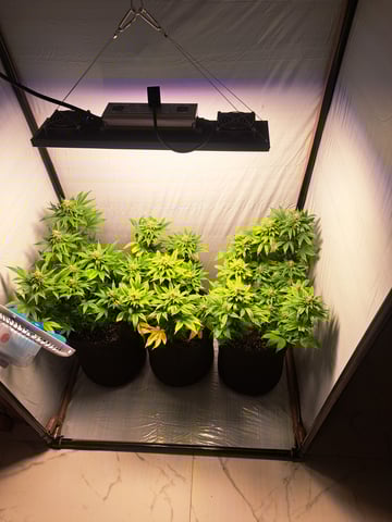 Yeti's Perpetual — vegetative, day 108
