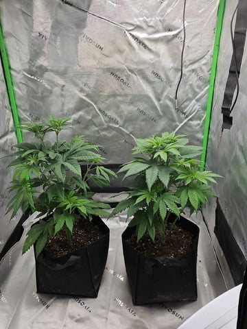 Bruce Banner #4  — vegetative, day 56
