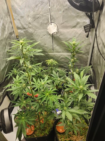 Mephisto Apple Crush and Pop tart OG in Nature's Living Soil.  — flower, day 41