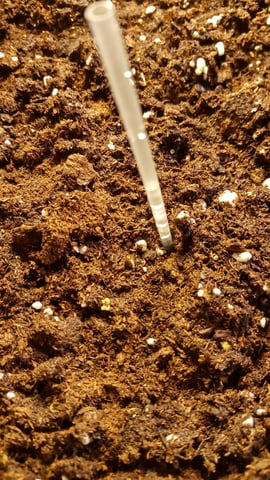 Jack hearer/Jack the ripper? — vegetative, day 72