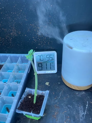 AK Clone — seedling_rooting, day 9
