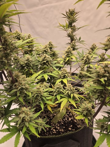 GDP auto 3X5 tent — flower, day 116