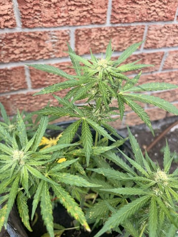 Muliflex — flower, day 61