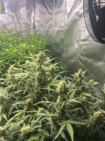 1st Auto run — flower, day 1