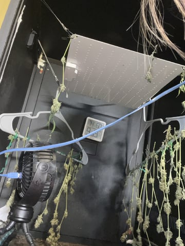 Cherry Pie clones (2nd run) — done, day 126