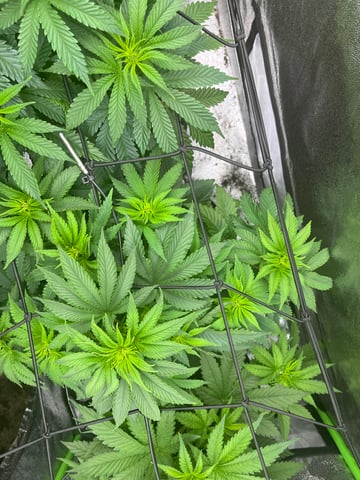 My First Four — vegetative, day 52