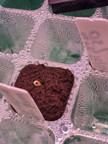 1st Auto Grow (LSD + BrB) - 1st indoor Grow — germination, day 3