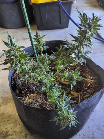 October Start — harvest, day 130