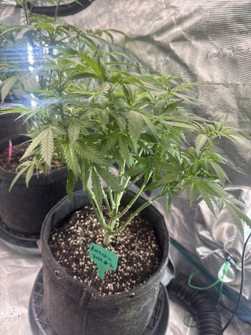  Amnesia Haze — flower, day 48